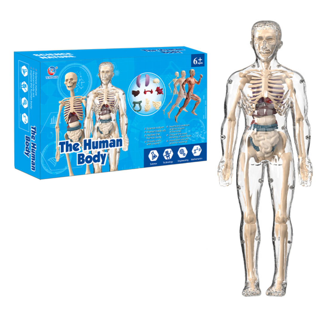 Educational & Discovery - Human Body Model Kit