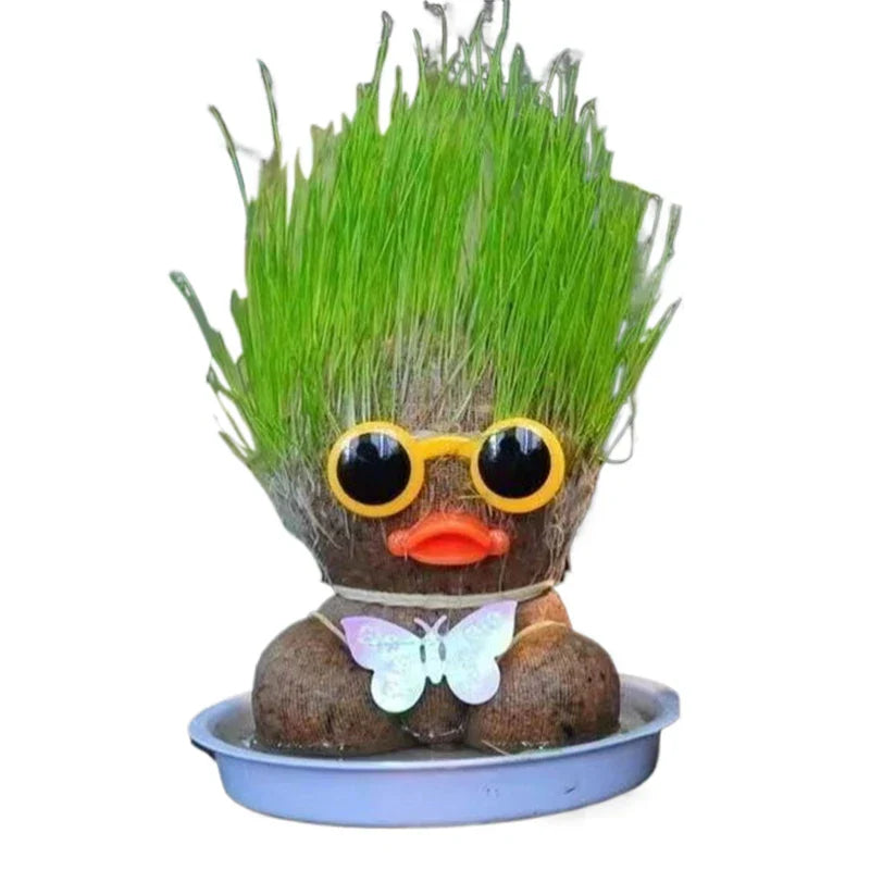 Learn to care for plants - Home Decoration Plants