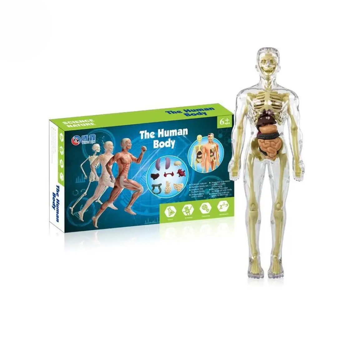 Educational & Discovery - Human Body Model Kit