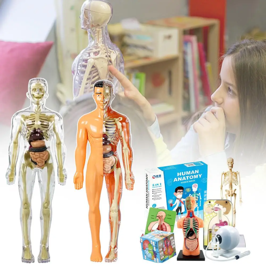 Educational & Discovery - Human Body Model Kit