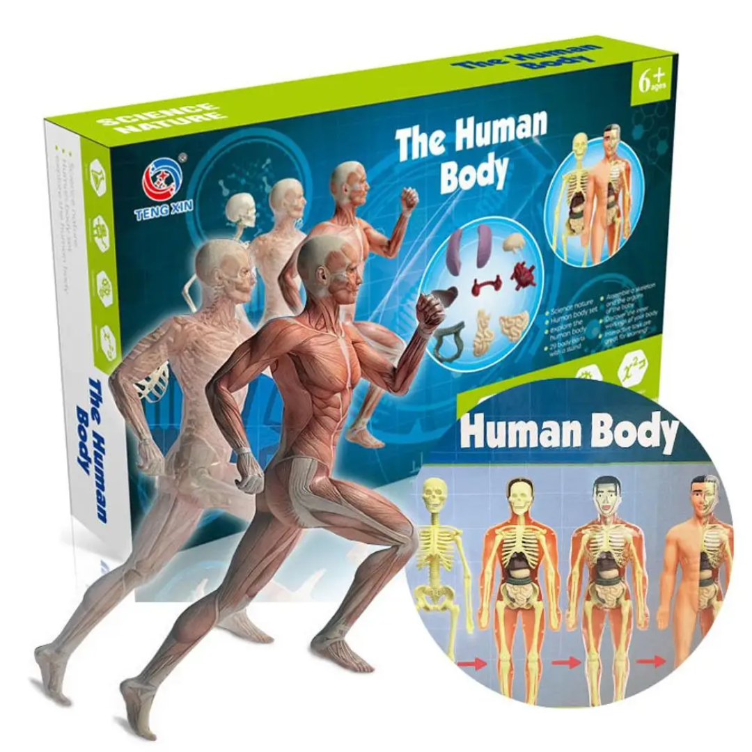Educational & Discovery - Human Body Model Kit