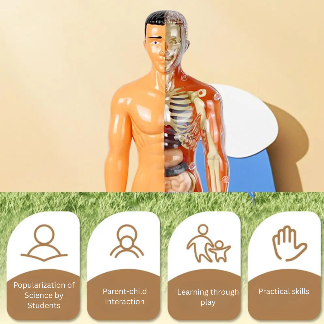 Educational & Discovery - Human Body Model Kit