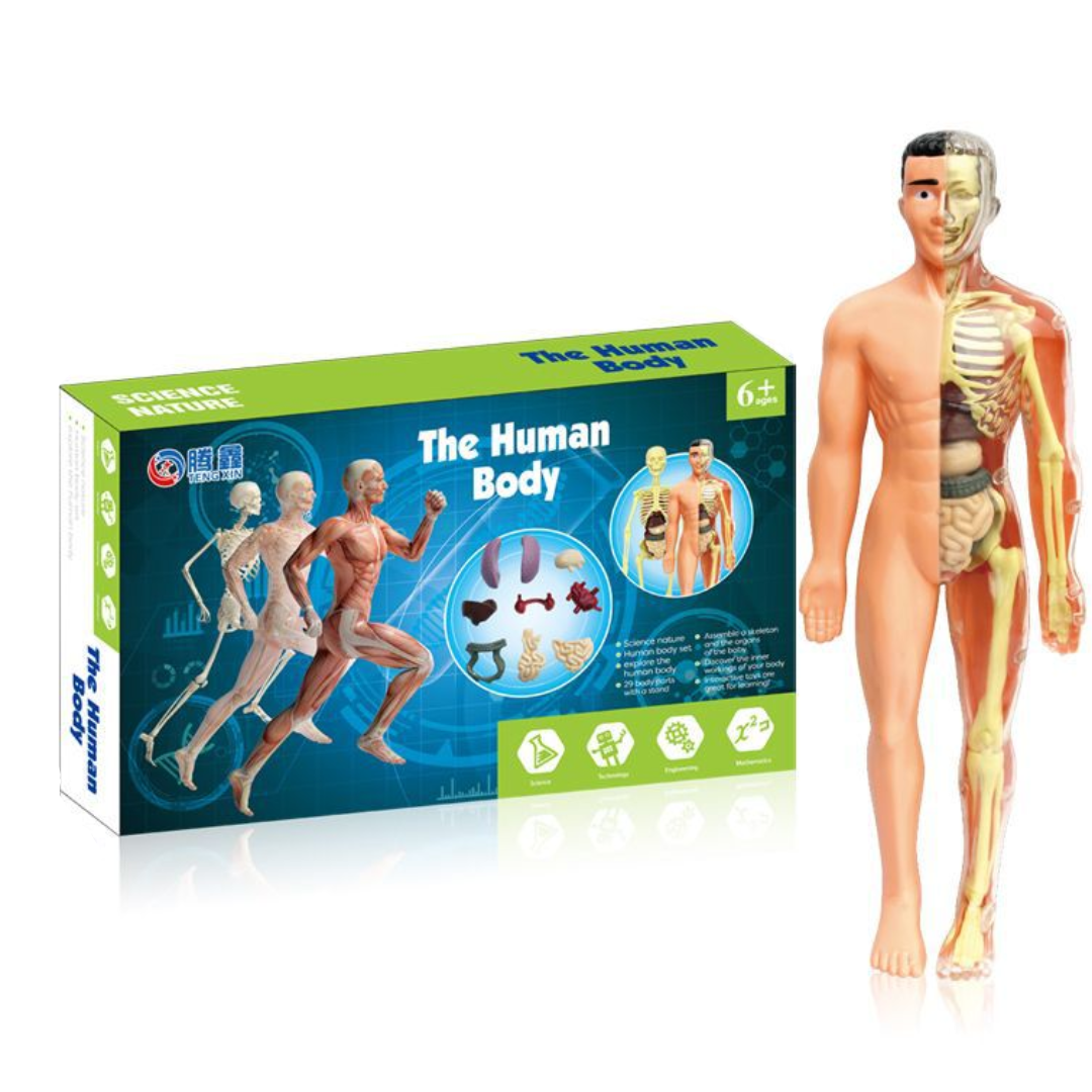 Educational & Discovery - Human Body Model Kit