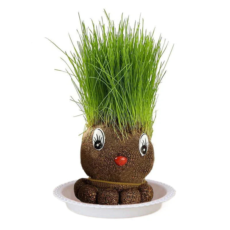 Learn to care for plants - Home Decoration Plants