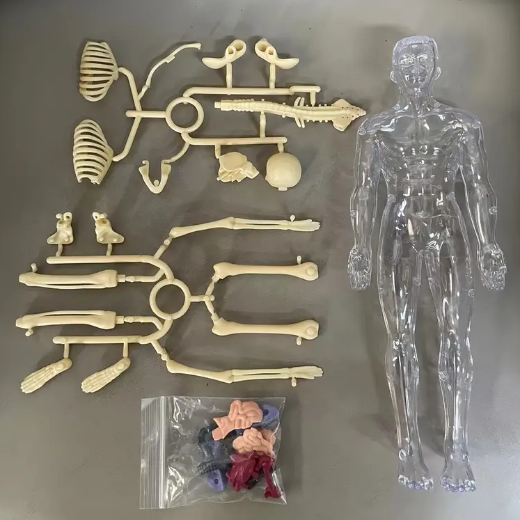 Educational & Discovery - Human Body Model Kit