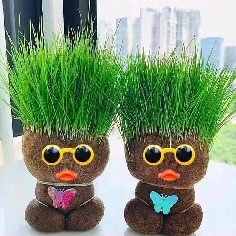 Learn to care for plants - Home Decoration Plants