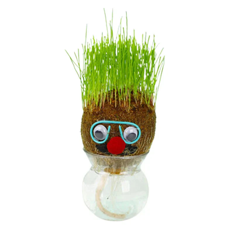 Learn to care for plants - Home Decoration Plants